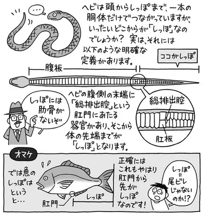 どこからがヘビのしっぽ？