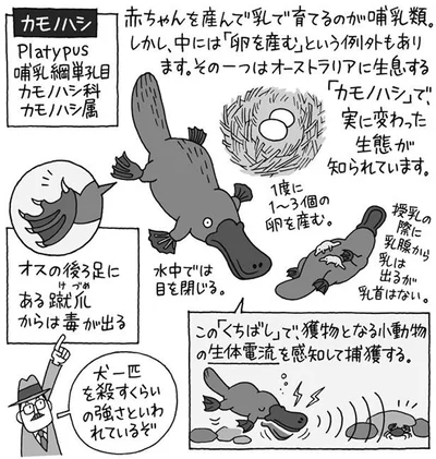 卵を産む哺乳類カモノハシ