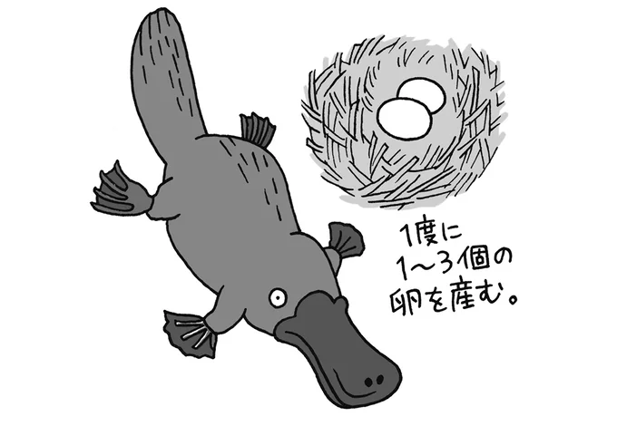 卵を産む哺乳類もいる