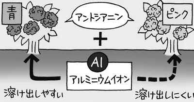 アジサイの色は土の性質が関係していた