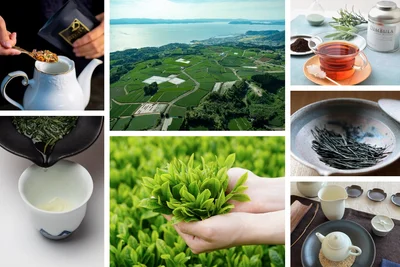狭山茶の聖地で開催！お茶好き必見のフェス『喫茶来TOKOROZAWA TEA FES 2024』開催！