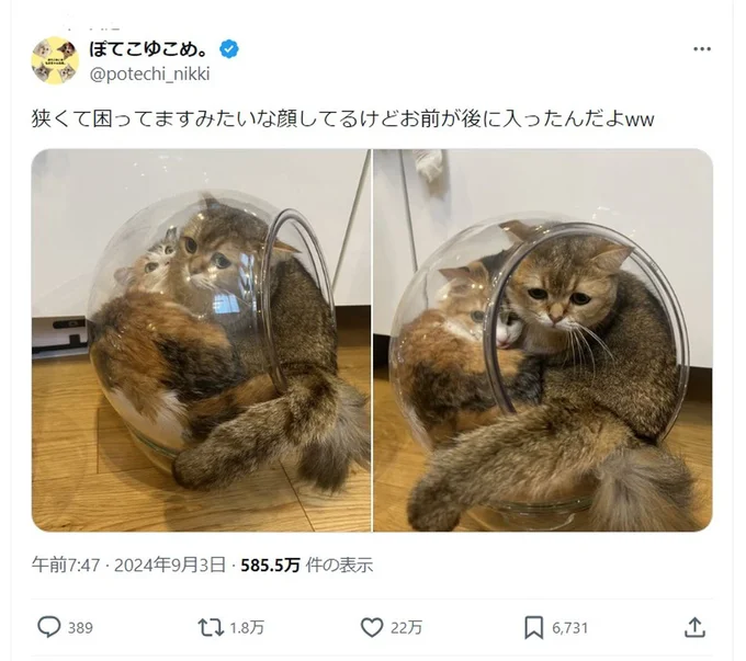 困った顔の子が後に入ったのでした!▶時にはケンカになることも(⇒次へ)