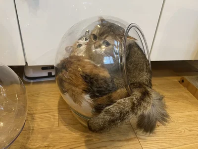 容器の中には2匹の猫ちゃん▶狭さが表情に表れてしまいました（⇒次へ）