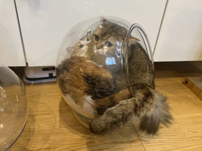 容器の中には2匹の猫ちゃん▶狭さが表情に表れてしまいました(⇒次へ)