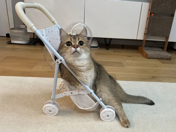 ちょっとカートが狭そうだけれど、可愛さは変わりません!▶癒やされる「猫あるある」が満載!『うちの猫がまた変なことしてる。7』は次画像から読めます(⇒次へ)