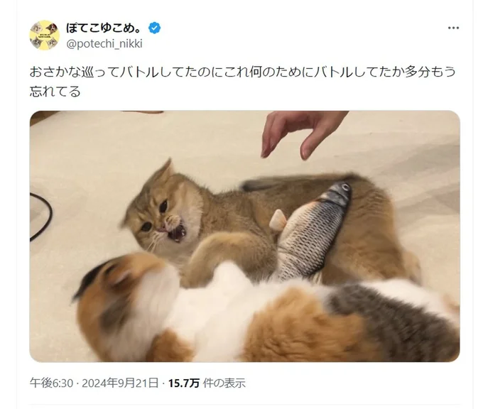 おさかなを巡ってのバトルのポスト▶写真をよくみてみると…(⇒次へ)