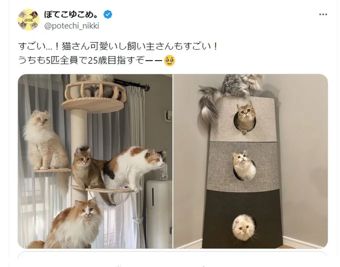 猫ちゃんが集まりました▶キャットタワーは猫ちゃんに大人気(⇒次へ)