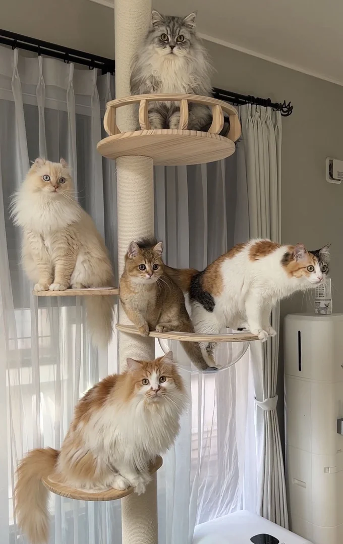バランスよくキャットタワーに乗っています▶どの猫も個性的でかわいい!(⇒次へ)