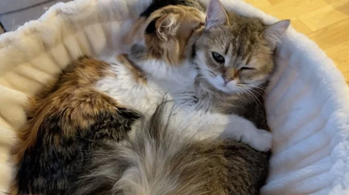 暖を取り合う姿がとっても可愛い▶猫ちゃんが一度も入ったことのない部屋の前での様子（⇒次へ）