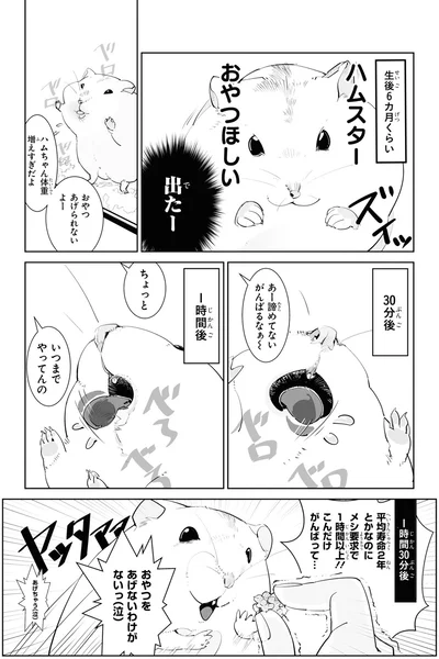 ハムスターおやつほしい