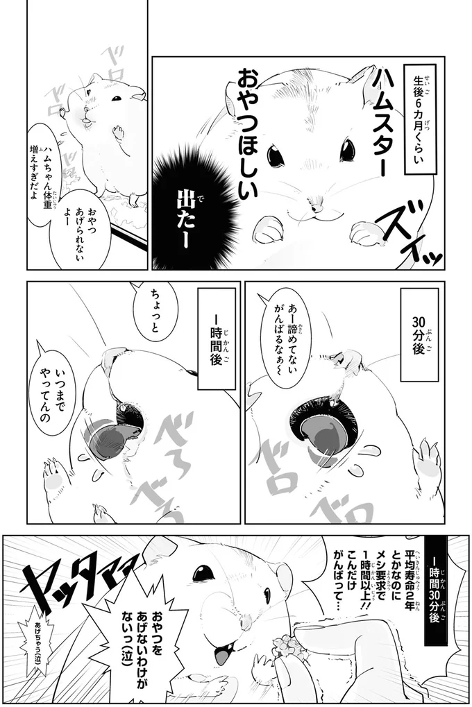 ハムスターおやつほしい