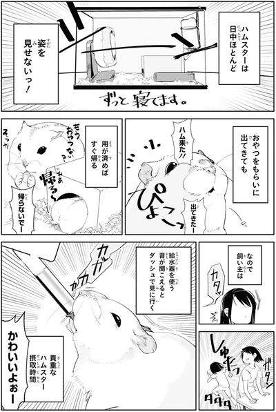 貴重なハムスター摂取時間