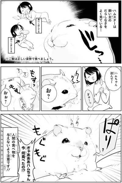 ぎゃああハムちゃん今何食べたの！？