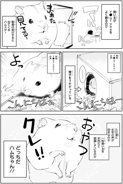 どっちだハムちゃん！！