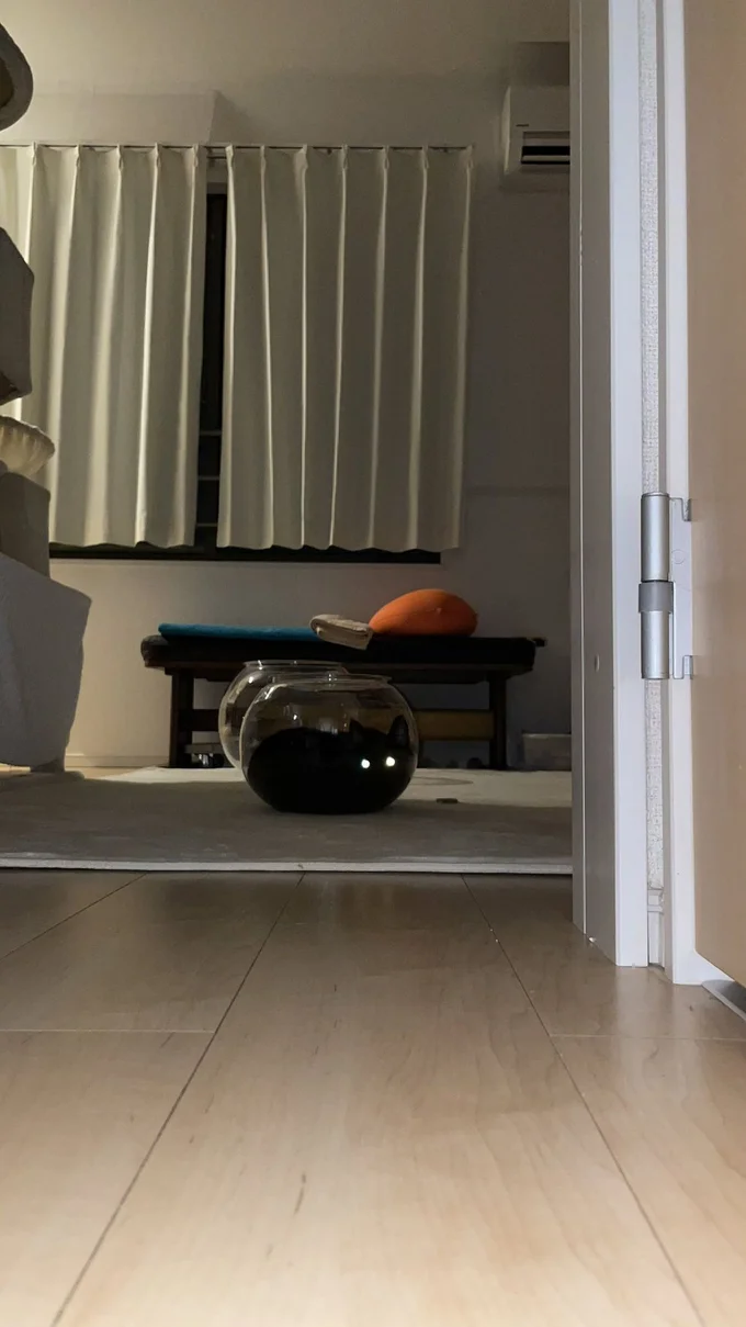 容器に入っている黒猫のノアールちゃん▶最近面白かったエピソードの写真(⇒次へ)