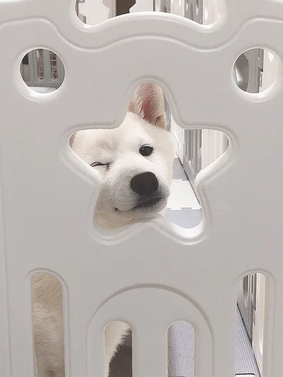 とっても可愛いウインクを送ってくれました▶仔犬のころから星型の窓から顔を出していたもち吉くん（⇒次へ）