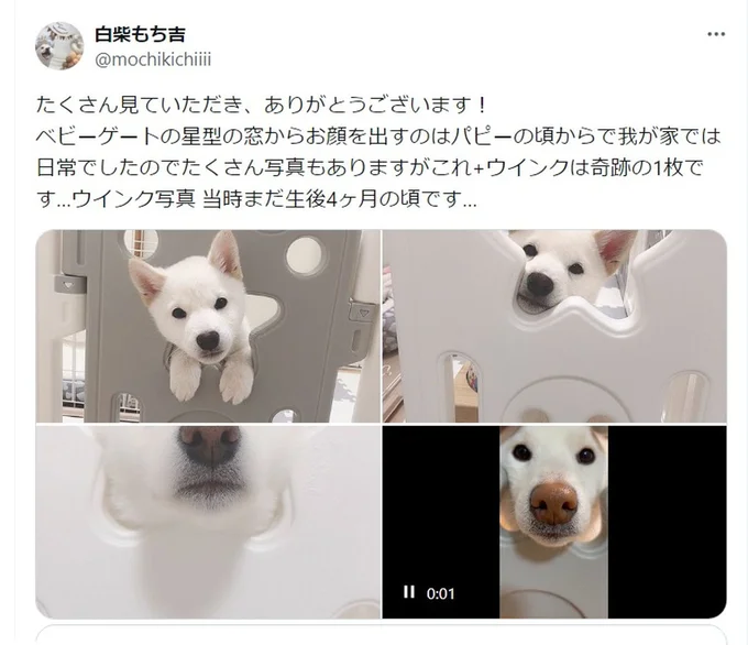 星型の窓がお気に入り▶とってもかわいいもち吉くん(⇒次へ)