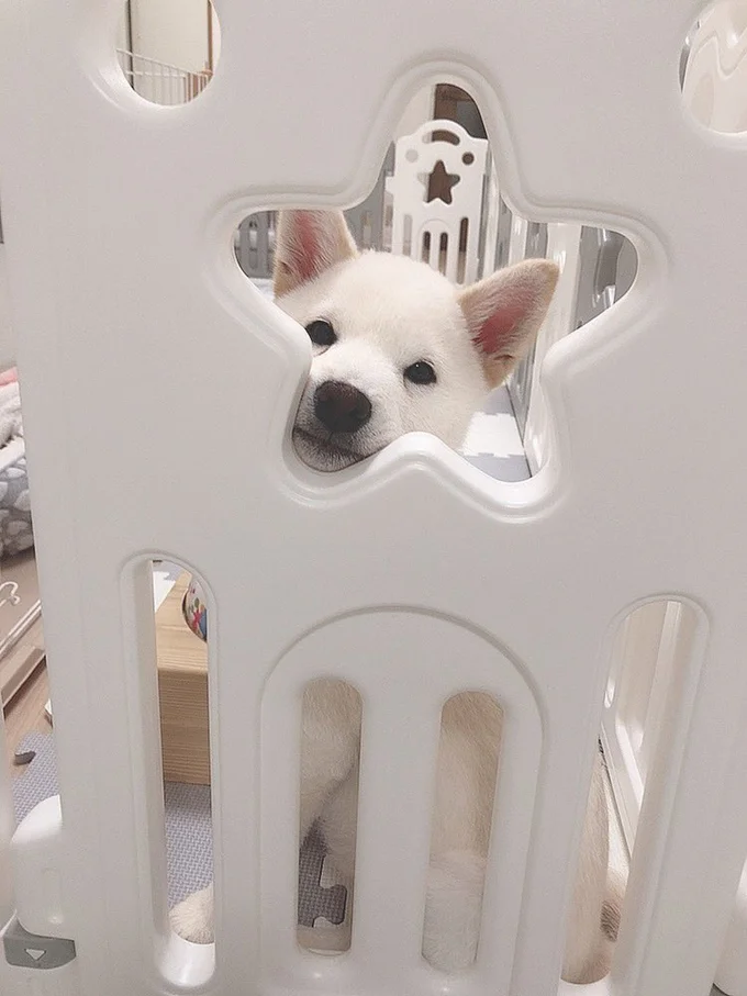 星型の窓の向こうから目が合った!▶もち吉くん、成長したかな?(⇒次へ)