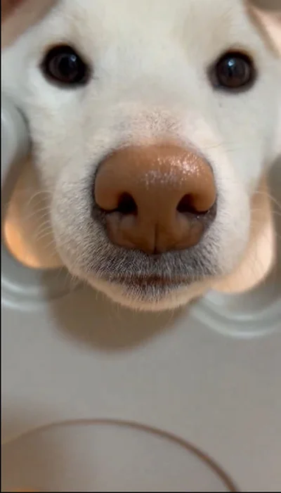 アップの写真もとってもかわいいもち吉くん▶もち吉くんが並んでる！（⇒次へ）