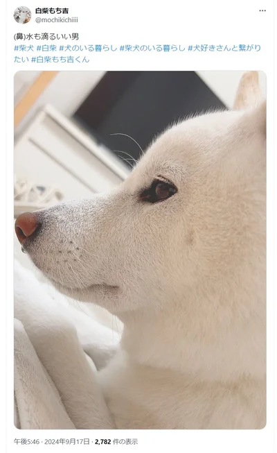 お顔ドアップのもち吉くん▶鼻先に注目！（⇒次へ）