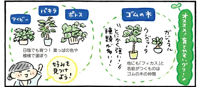 育て始めるのは春か秋が◎初心者にも育てやすいグリーンを選んでみた