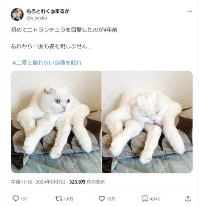 これは…ニャランチュラ！▶クモみたいなニャンコの写真をもっと見る（⇒次へ）