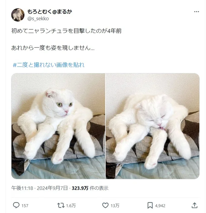 これは…ニャランチュラ！▶クモみたいなニャンコの写真をもっと見る（⇒次へ）