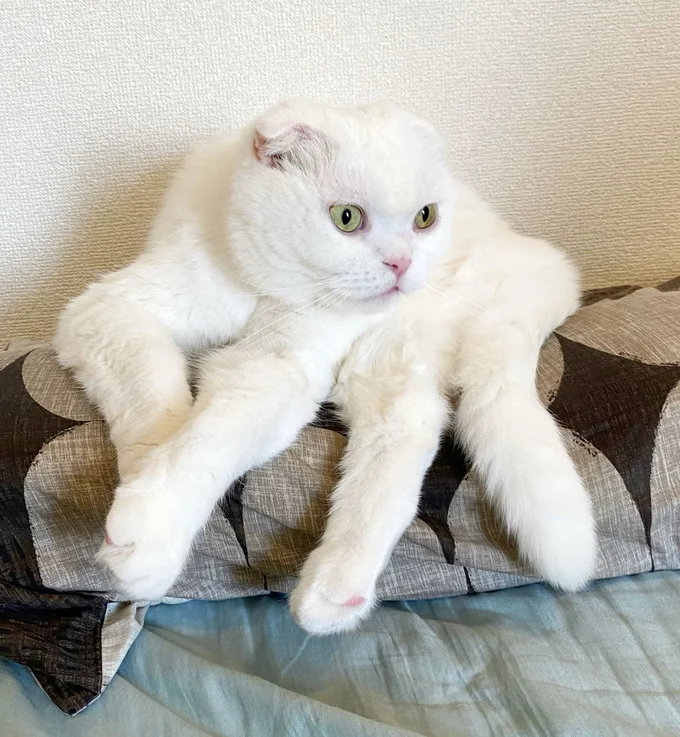 どこが足で尻尾…?▶猫本人はこの体勢で苦しくないのでしょうか(⇒次へ)
