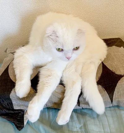 リラックスしているむく君▶足が4本に見えるけれど…（⇒次へ）