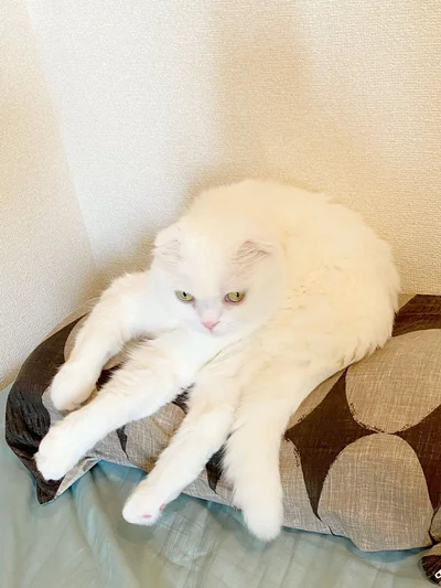 実は足に見える4本のうち1本は尻尾▶もっとむく君の写真を見る（⇒次へ）