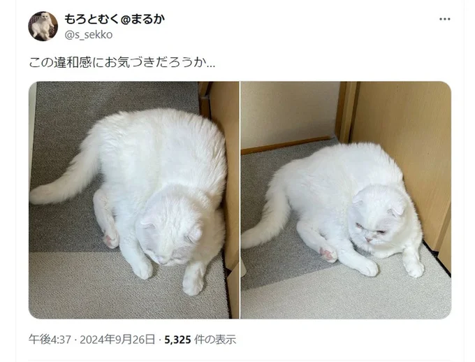 お気づきでしょうか…▶まっすぐ伸びたむく君のポストは…(⇒次へ)