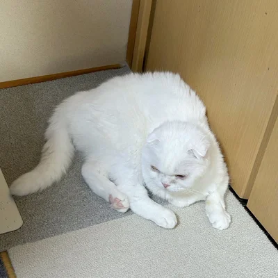 コンパクトに丸まったむく君▶足を伸ばすと…（⇒次へ）