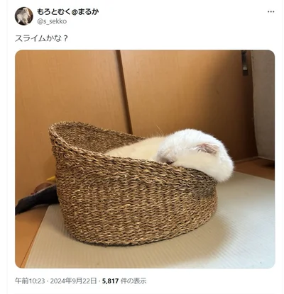 ナイスもっちり！▶一緒に暮らす相方猫、もろみちゃんの写真もあります（⇒次へ）