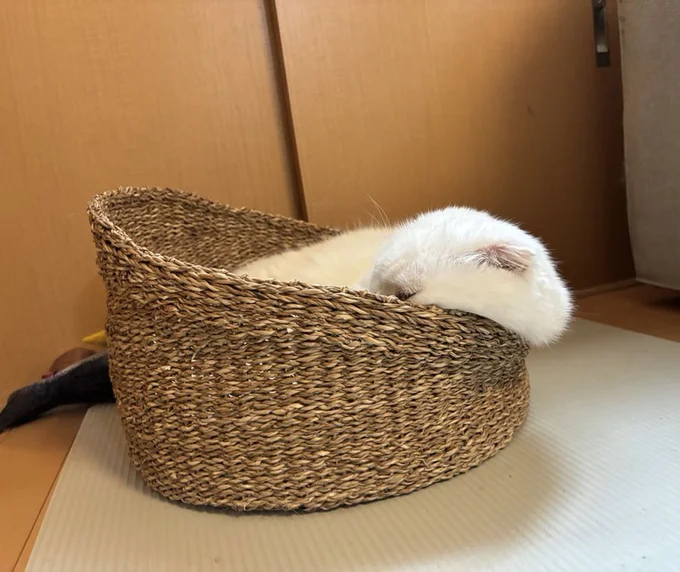 カゴからこぼれ落ちそうなむく君▶猫は液体!?(⇒次へ)