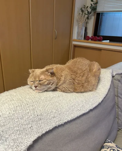 気持ちよさそうに眠っています▶この姿は何に見えますか？（⇒次へ）