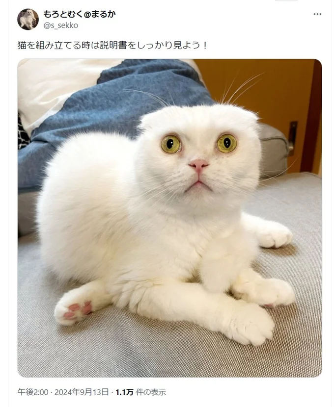 猫は説明書をしっかり見て組み立てましょう!▶違和感(⇒次へ)