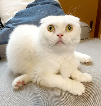身体の真ん中から後ろ足が生えているみたい！▶猫の体は柔らかい（⇒次へ）