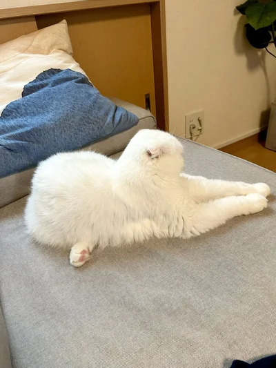 まっすぐ伸びた前足と…▶後ろ足はどこから生えてる！？（⇒次へ）