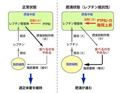 【図表を見る】レプチン抵抗性形成のメカニズム