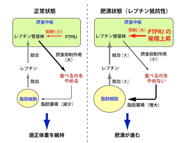 【図表を見る】レプチン抵抗性形成のメカニズム