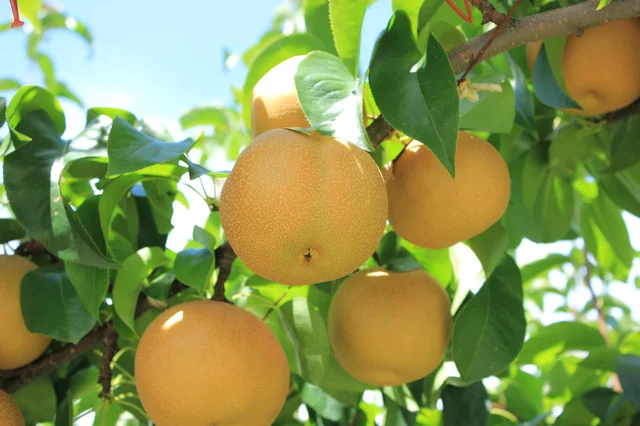 地球温暖化でピンチ!? 秋の味覚・ナシの気になるハナシ