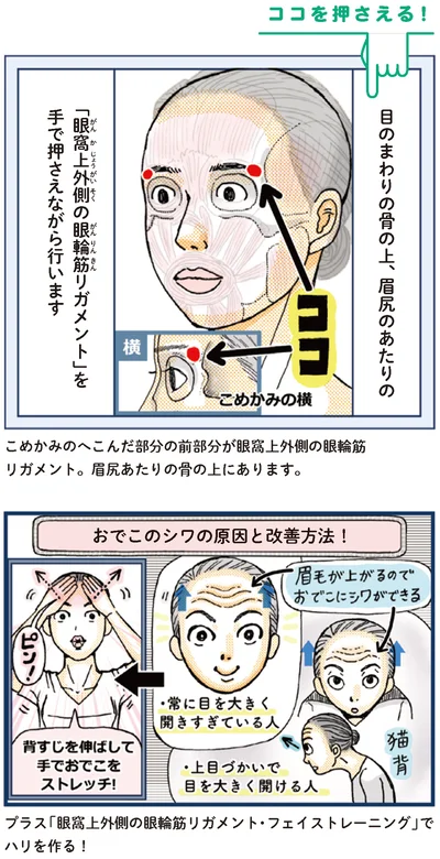 眉尻あたりの骨の上にあります