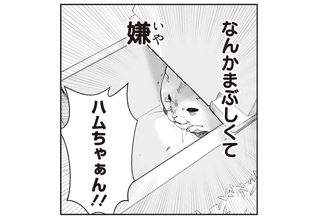 天井が開くおうちはまぶしくて嫌！ それなのに自ら開けてしまうハムちゃん
