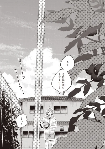 さて、今日採れ頃のトマトは...