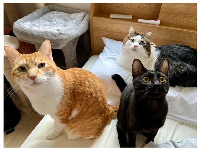 3匹いっしょ
