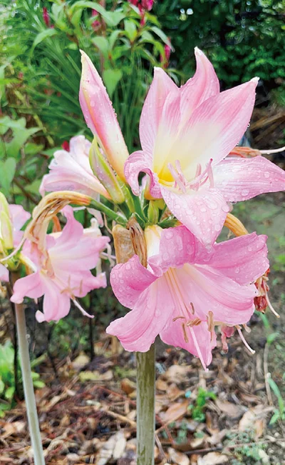 夫とわたしが大好きなピンクのお花