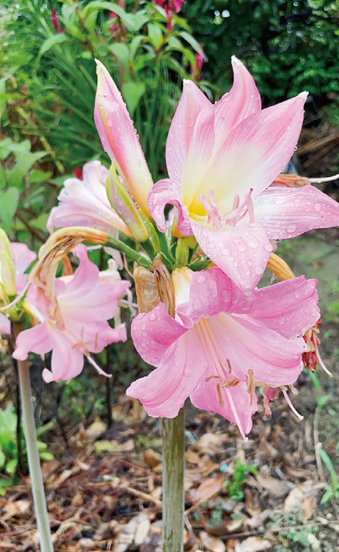夫とわたしが大好きなピンクのお花