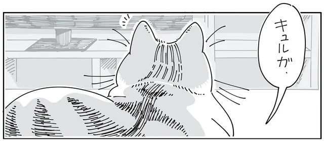 猫に振り向いてほしい！ 何度か呼びかけてみたら反応があって