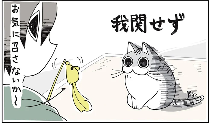 「お気に召さないか～」おもちゃの振り方が気に入らなさそうな猫