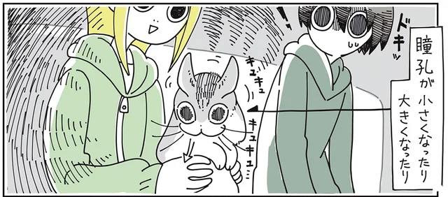 小さくなったり大きくなったり。猫の瞳孔って不思議で面白い